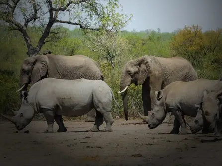 OMT alumni Dr Timothy Kuiper on what drives poaching and what works to curb it