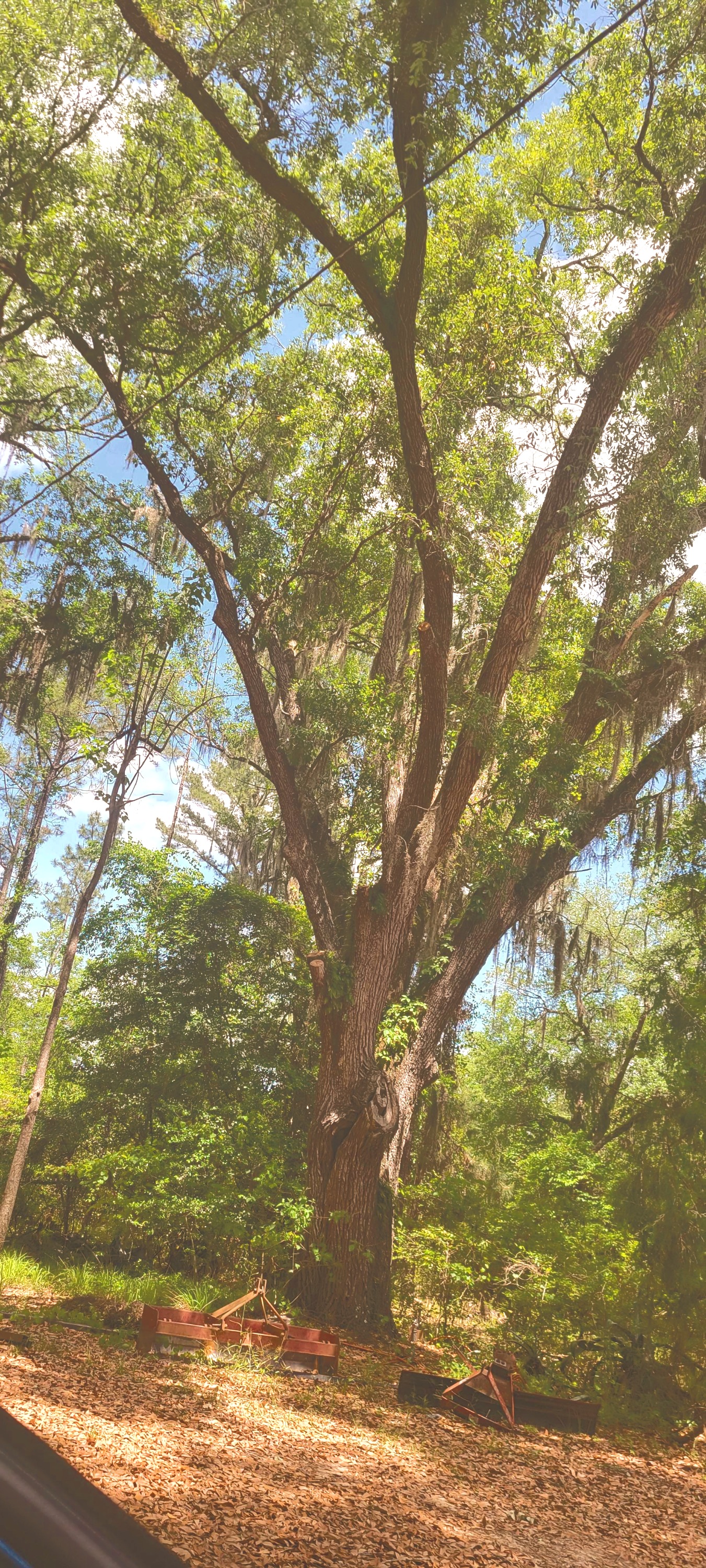 Mossy Oak RV Park - Photo 3