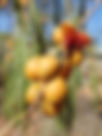 ShowImage (1).jpeg