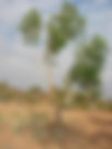 ShowImage (1).jpeg