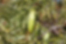 ShowImage (1).jpeg