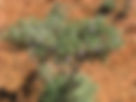 ShowImage (1).jpeg