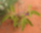 ShowImage (1).jpeg