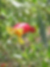 ShowImage (1).jpeg