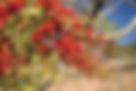 ShowImage (1).jpeg