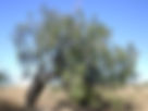 ShowImage (1).jpeg