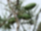 ShowImage (1).jpeg