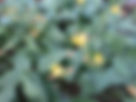 ShowImage (1).jpeg
