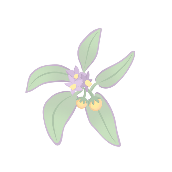 Bush Tomato_edited.png