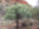 ShowImage (1).jpeg