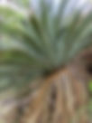 ShowImage (1).jpeg