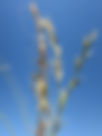 ShowImage (1).jpeg