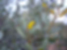 ShowImage (1).jpeg