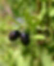 ShowImage (1).jpeg