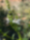 ShowImage (1).jpeg