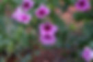 ShowImage (1).jpeg