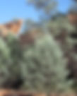 ShowImage (1).jpeg