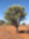 ShowImage (1).jpeg