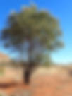 ShowImage (1).jpeg