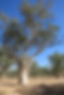 ShowImage (1).jpeg