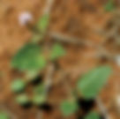 ShowImage (1).jpeg