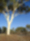 ShowImage (1).jpeg