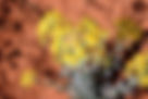 ShowImage (1).jpeg