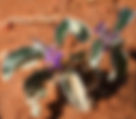 ShowImage (1).jpeg