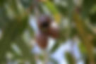 ShowImage (1).jpeg