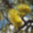ShowImage (1).jpeg