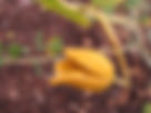 ShowImage (1).jpeg