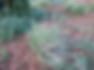 ShowImage (1).jpeg
