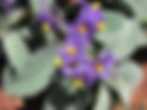 ShowImage (1).jpeg