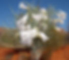 ShowImage (1).jpeg