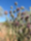 ShowImage (1).jpeg