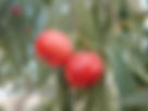 ShowImage (1).jpeg