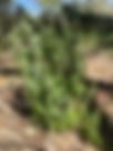ShowImage (1).jpeg