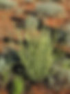 ShowImage (1).jpeg