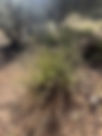 ShowImage (1).jpeg