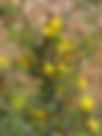 ShowImage (1).jpeg