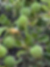 ShowImage (1).jpeg