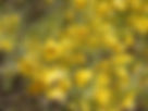 ShowImage (1).jpeg