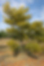 ShowImage (1).jpeg