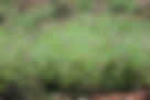 ShowImage (1).jpeg