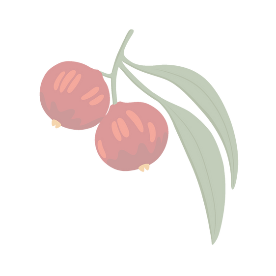 Quandong_edited.png