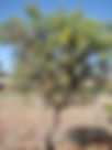 ShowImage (1).jpeg