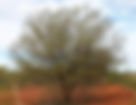 ShowImage (1).jpeg