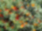 ShowImage (1).jpeg