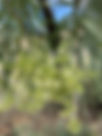 ShowImage (1).jpeg