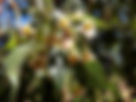 ShowImage (1).jpeg